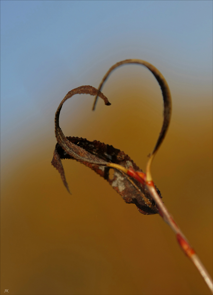 aus dem Herzen der Natur