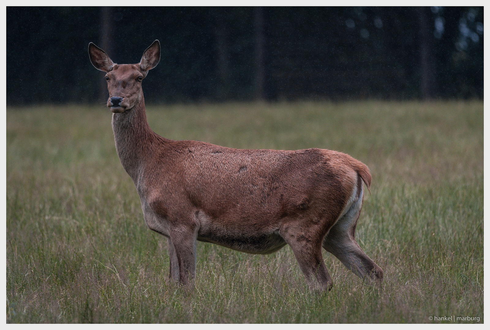 Aus dem Herzen der Natur