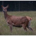 Aus dem Herzen der Natur