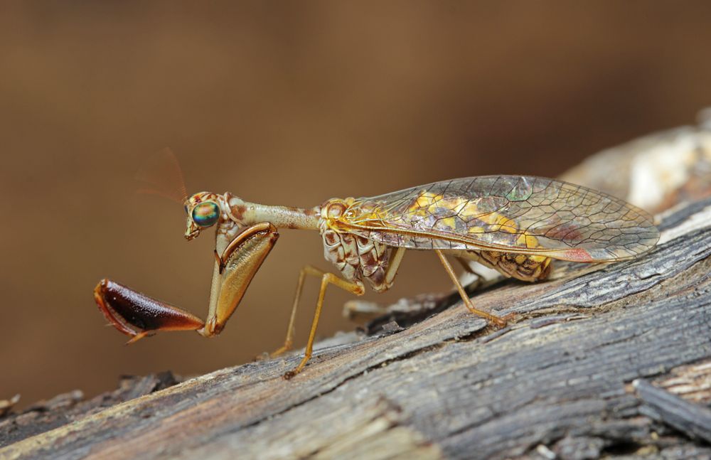 ... aus dem Insektenbaukasten