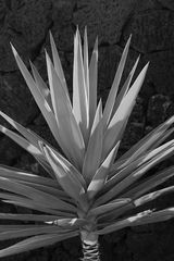 aus dem Jardin de Cactus/Lanzarote