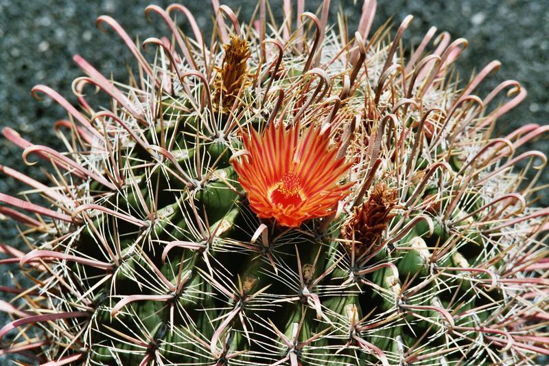 Aus dem Jardine de Cactus auf Lanzarote 2.