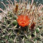 Aus dem Jardine de Cactus auf Lanzarote 2.