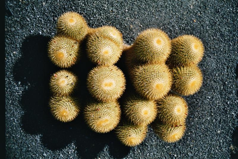 Aus dem Jardine de Cactus auf Lanzarote 4.