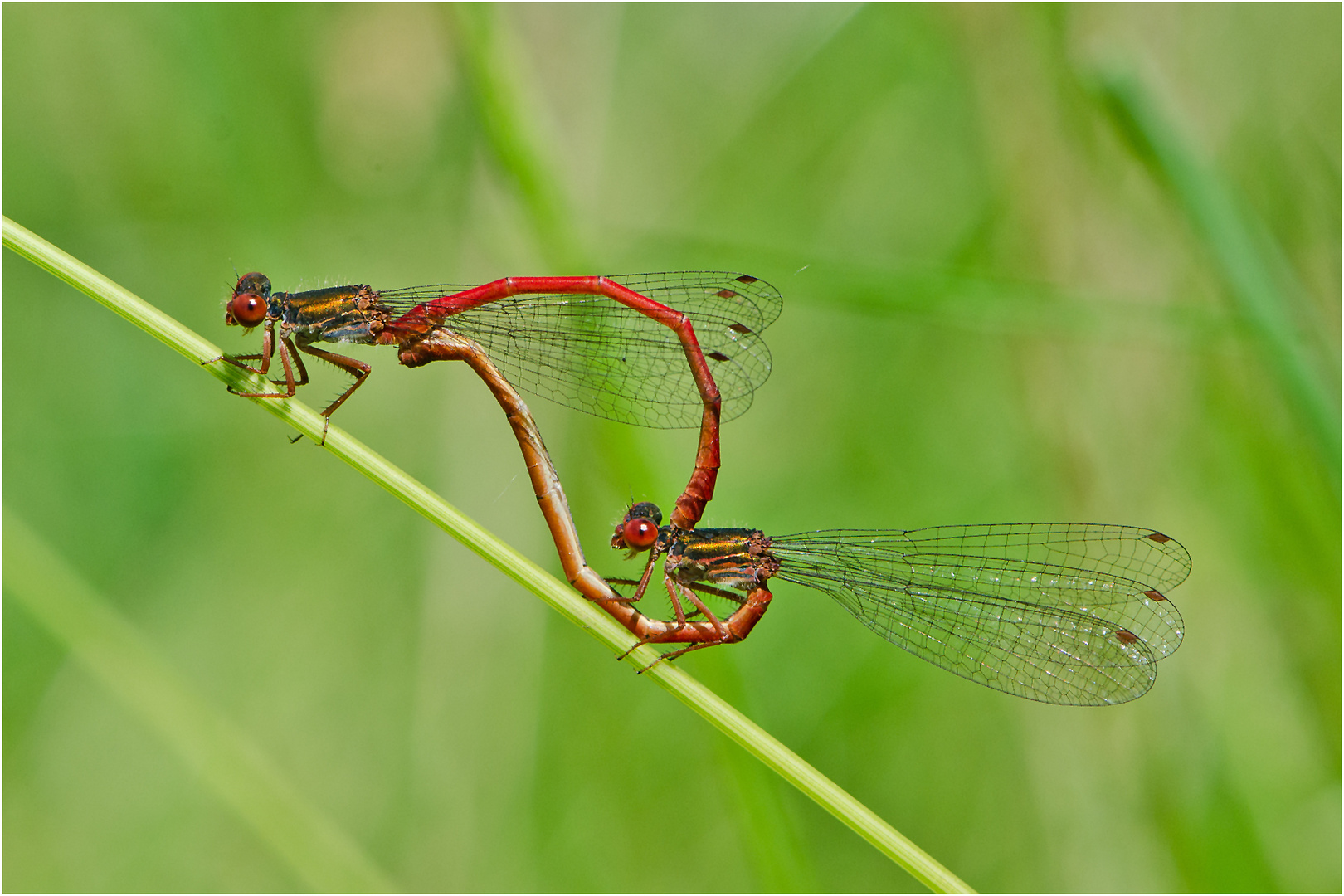 Aus dem Kamasutra der Libellen - Scharlachlibelle (Cerlagrion tenellum)