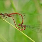 Aus dem Kamasutra der Libellen - Scharlachlibelle (Cerlagrion tenellum)