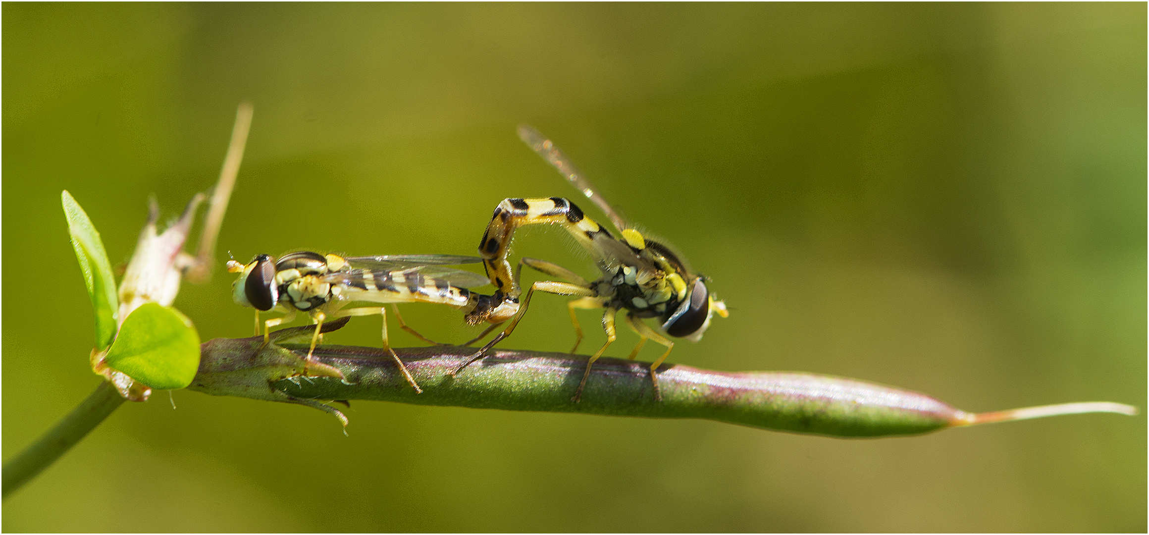 Aus dem "Kamasutra der Schwebfliegen" . . .