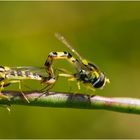 Aus dem "Kamasutra der Schwebfliegen" . . .