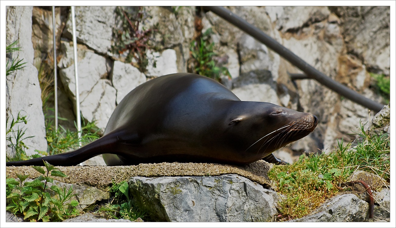 Aus dem Kölner Zoo