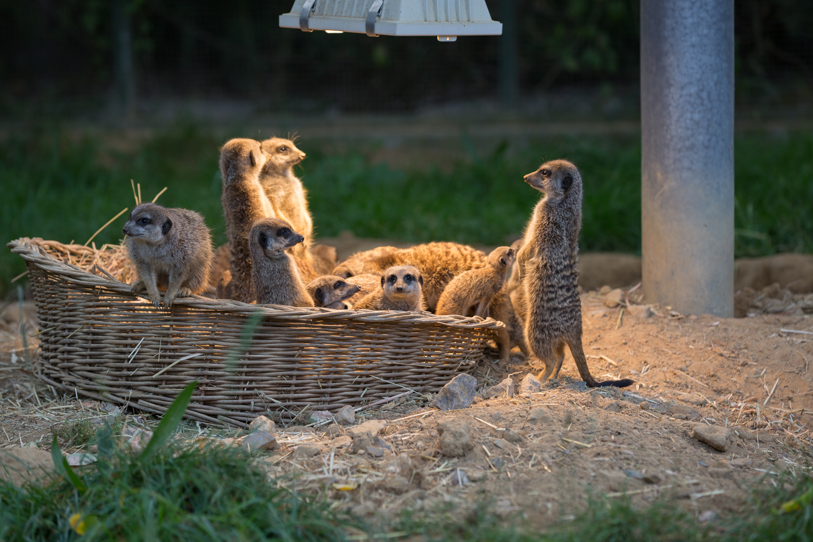 Aus dem Kölner Zoo-V01