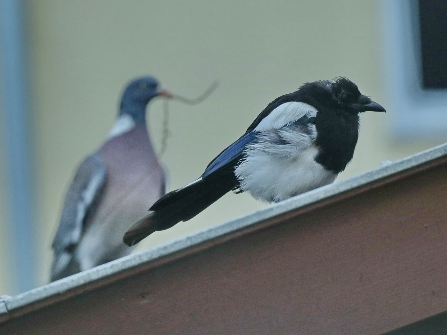 Aus dem Küchenfenster