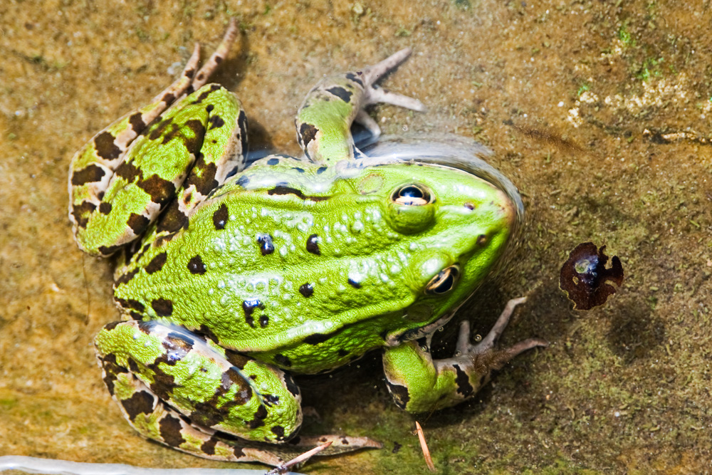 Aus dem Laubfrosch wird ein Teichfrosch - entdeckt im Teich der Flora Köln