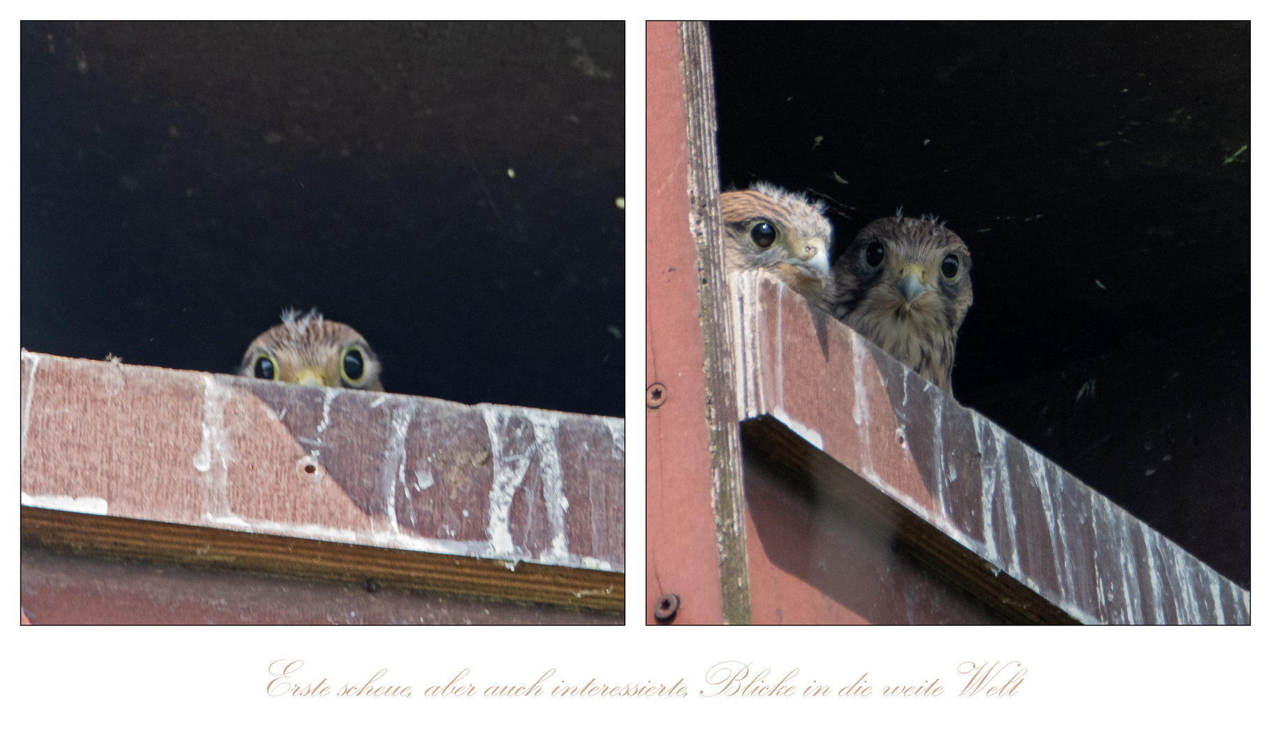 Aus dem Leben der Jungfalken (1) . . .