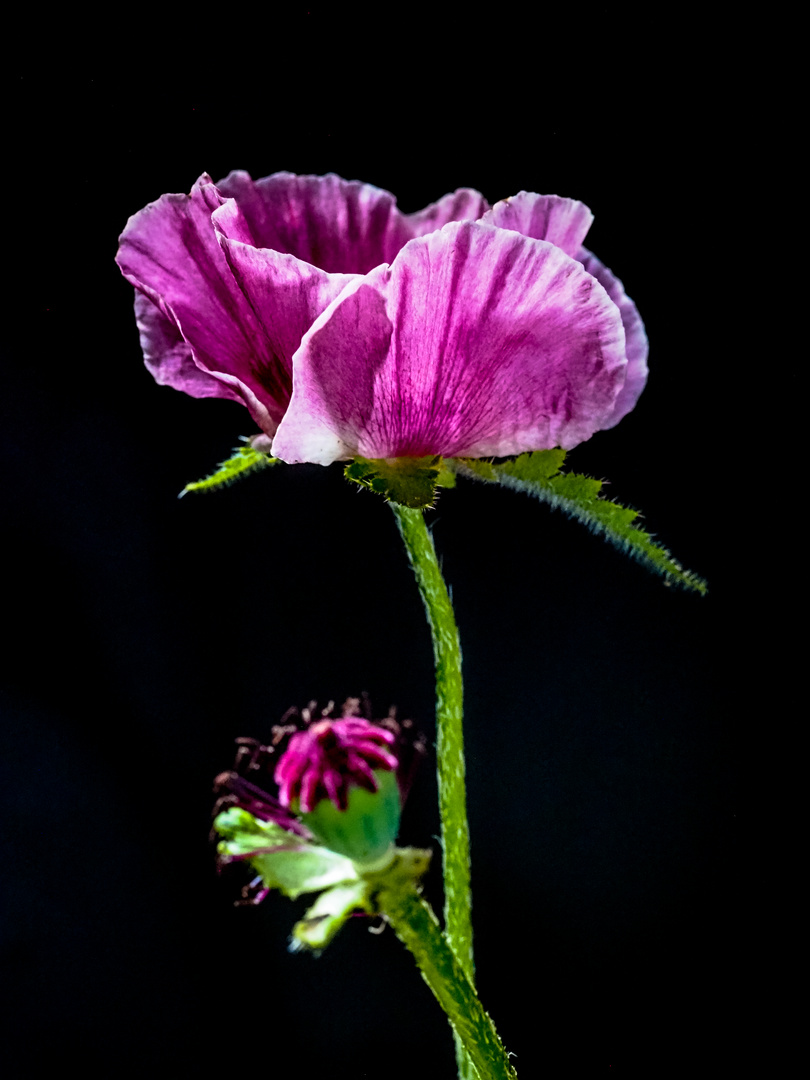 Aus dem Leben der Mohnblume II