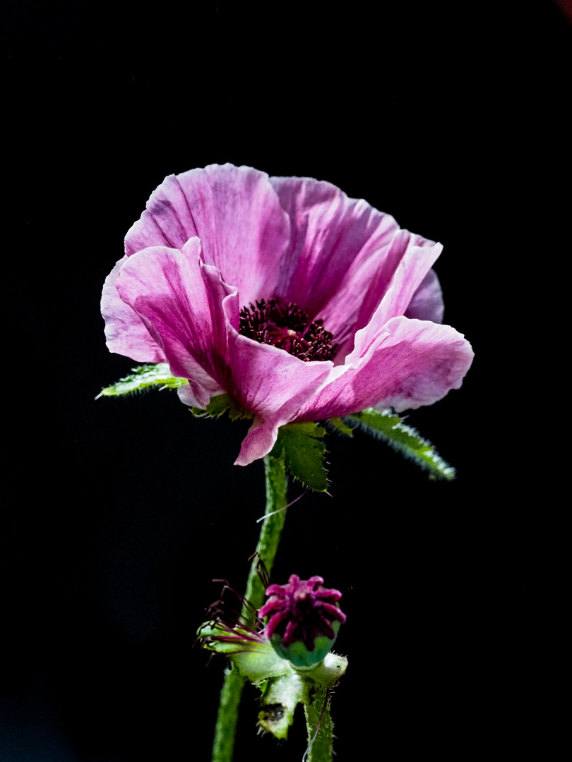 Aus dem Leben der Mohnblumen