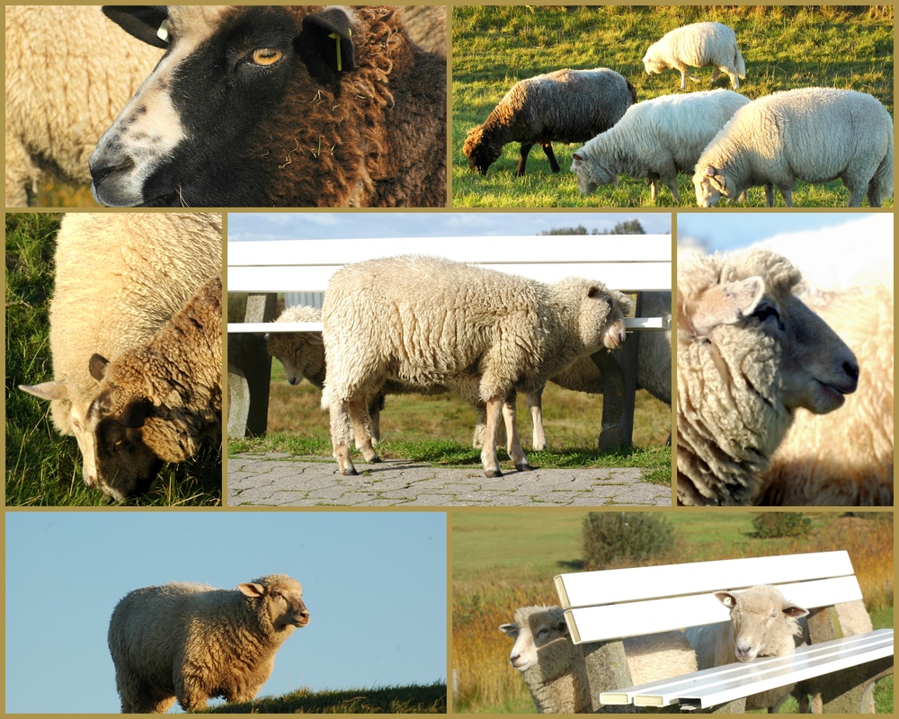 Aus dem Leben der Schafe auf dem Deich