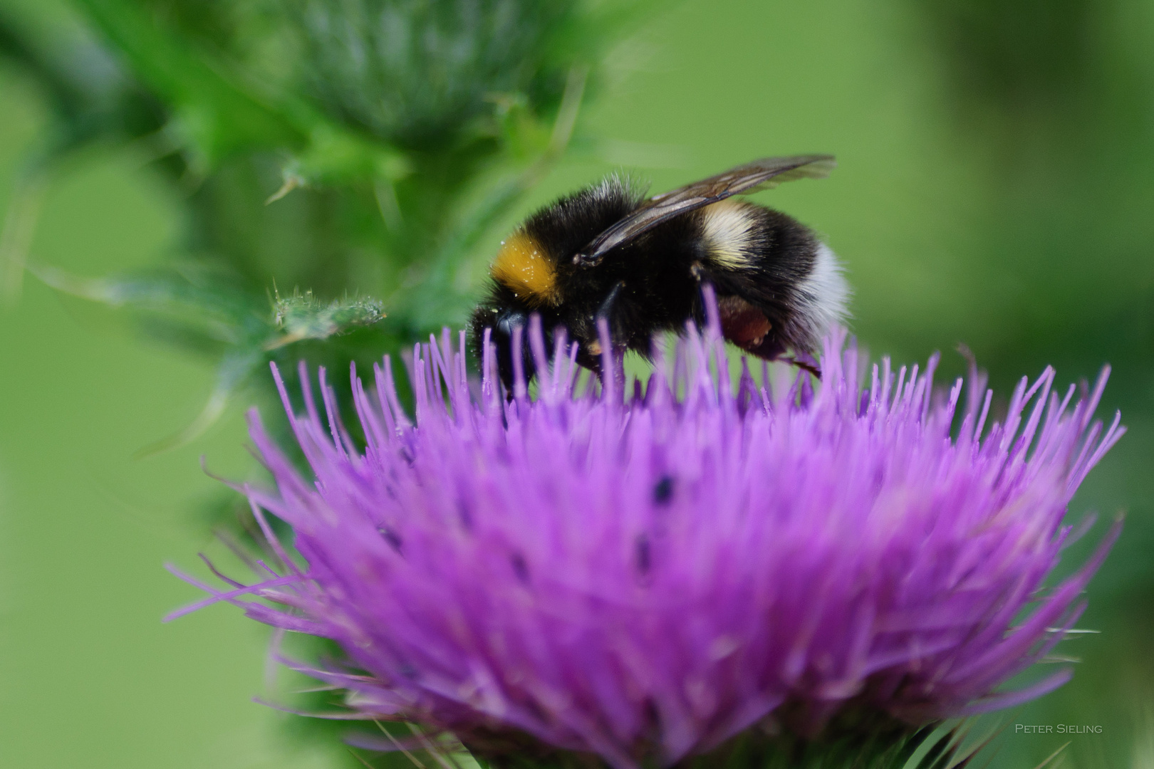 Aus dem Leben einer Hummel