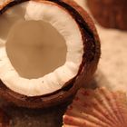 Aus dem Leben einer Kokosnuss