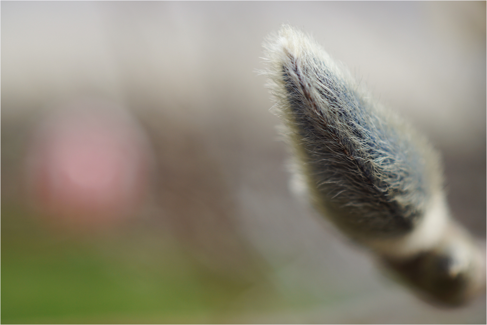 aus dem leben einer magnolienblüte**