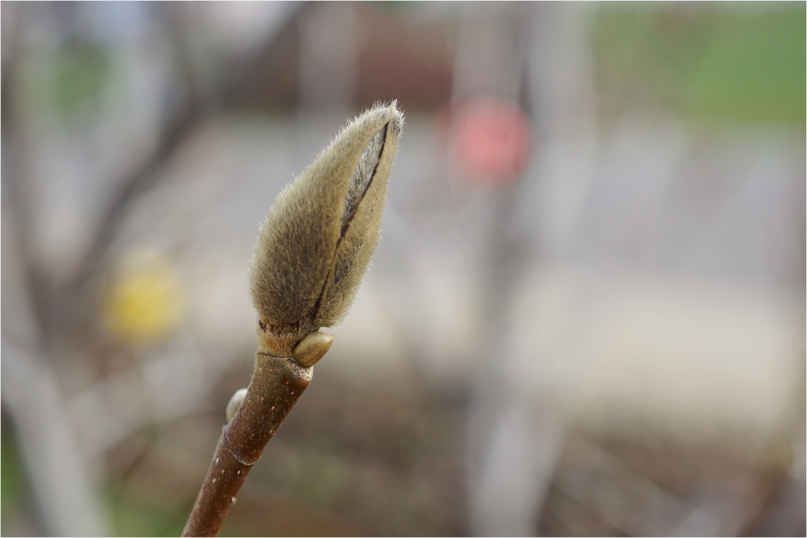 aus dem leben einer magnolienblüte