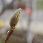 aus dem leben einer magnolienblüte