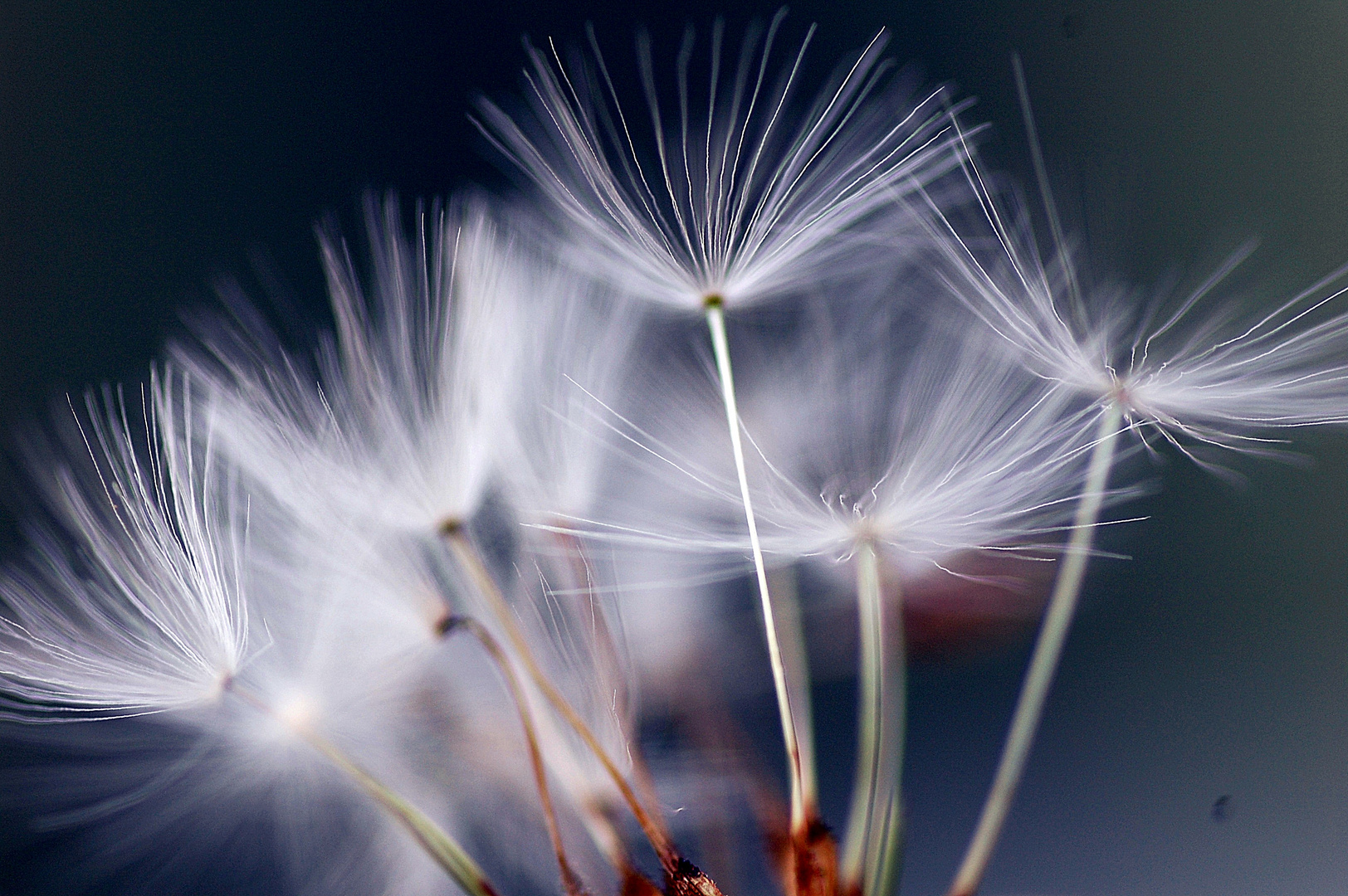 Aus dem Leben einer Pusteblume