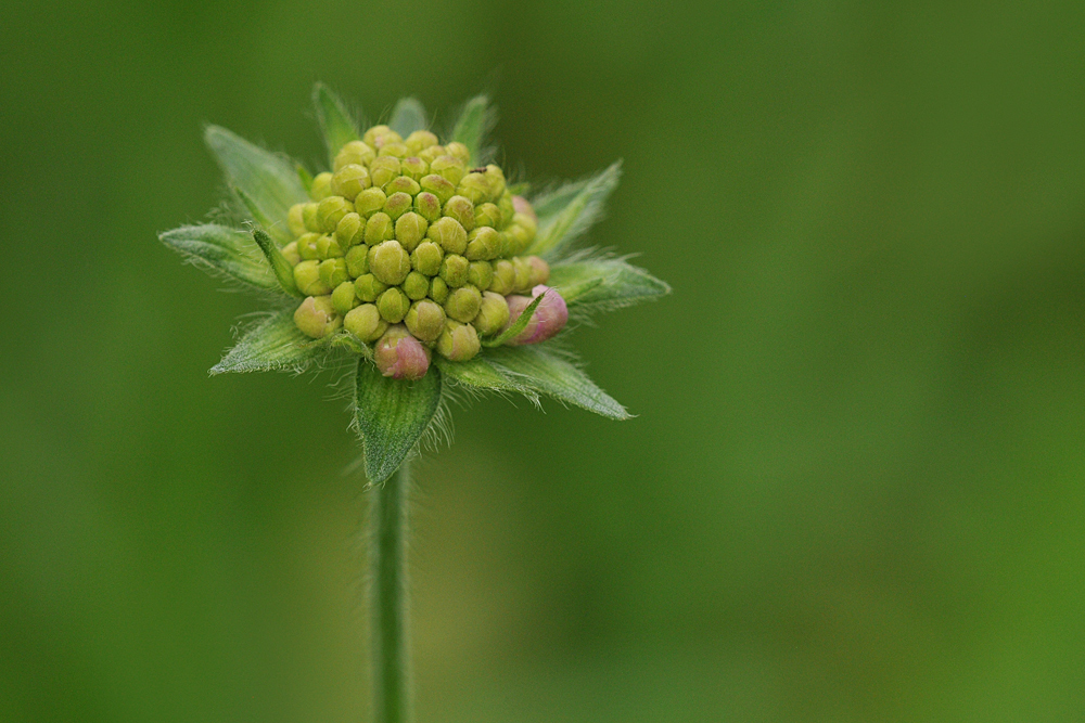 Aus dem Leben einer Witwenblume 01