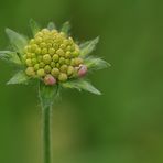 Aus dem Leben einer Witwenblume 01