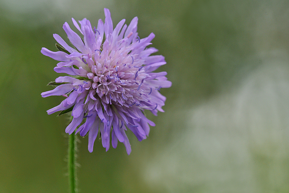 Aus dem Leben einer Witwenblume 02