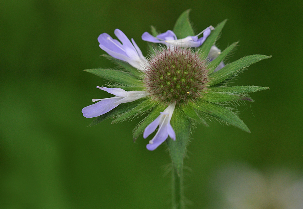 Aus dem Leben einer Witwenblume 03