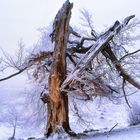 Aus dem Leben eines Baumes (1)