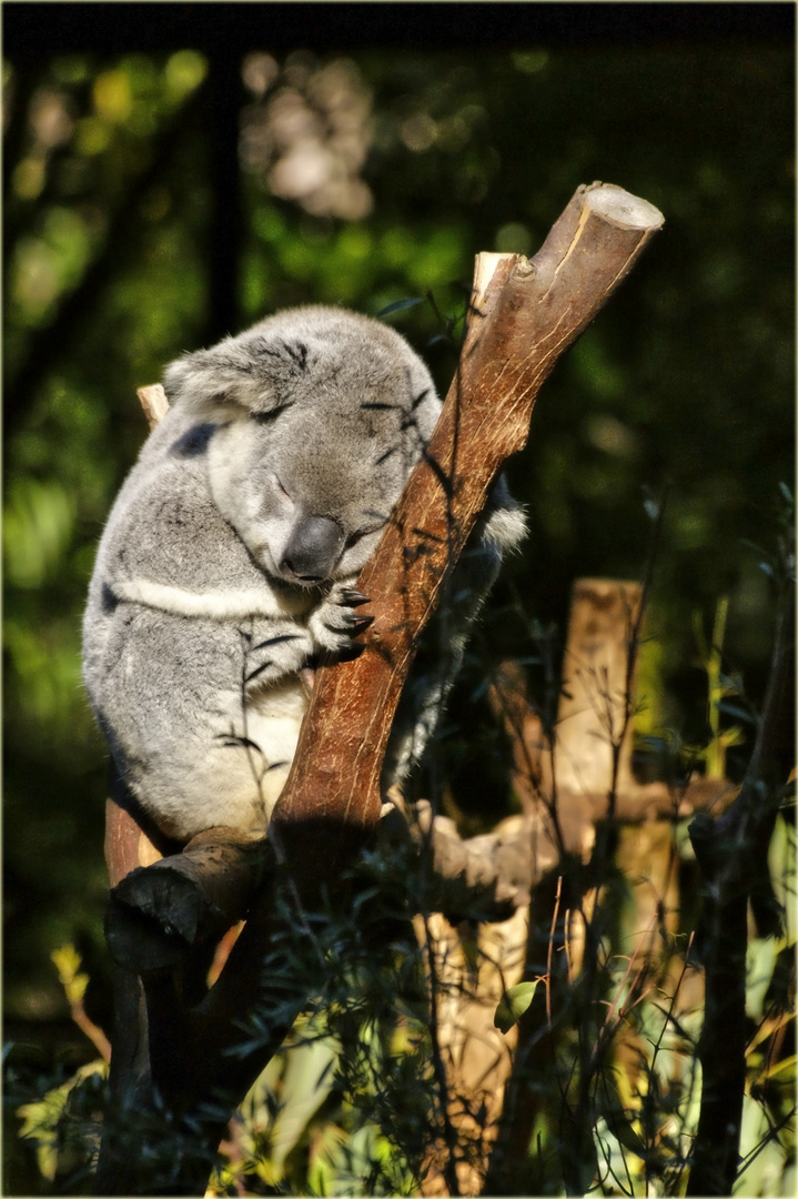 Aus dem Leben eines Koalas