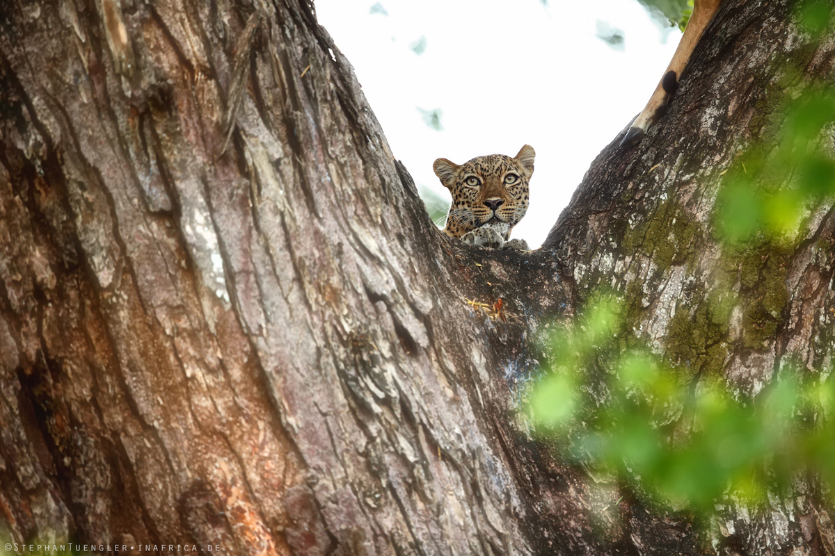 Aus dem Leben eines Leoparden -