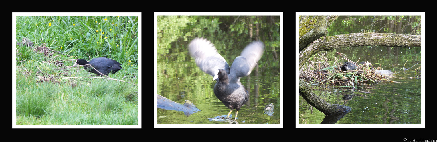 Aus dem Leben eines Vogels...