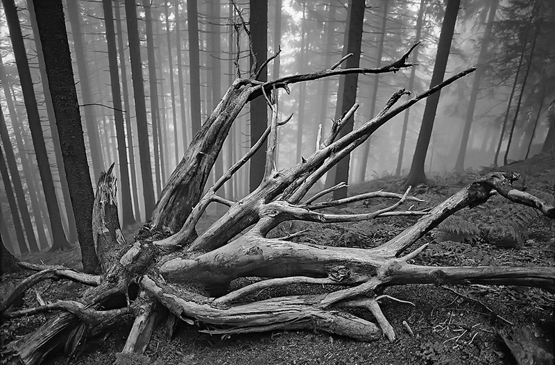 Aus dem Leben gerissen Foto & Bild monatswettbewerbe natur, 2020, 05