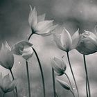 Aus dem Leben wilder Tulpen