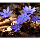 "Aus dem Leberblümchen-Wald"