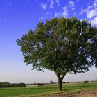 Aus dem letzten Sommer