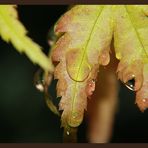 Aus dem letzten Sommer