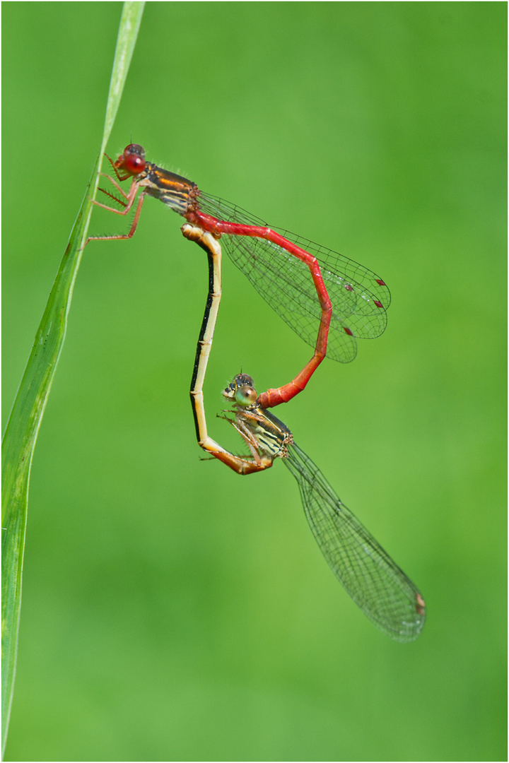 Aus dem Libellen-Kamasutra (1) - Die Späte Adonislibelle (Ceriagrion tenellum) . . .