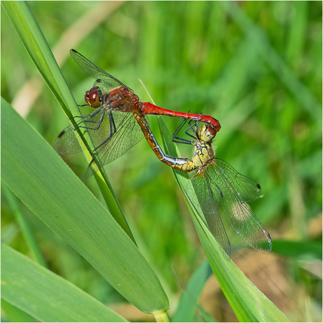 Aus dem Libellen-Kamasutra (2) - Die Blutrote Heidelibelle (Sympetrum sanguineum) . . .