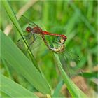 Aus dem Libellen-Kamasutra (2) - Die Blutrote Heidelibelle (Sympetrum sanguineum) . . .