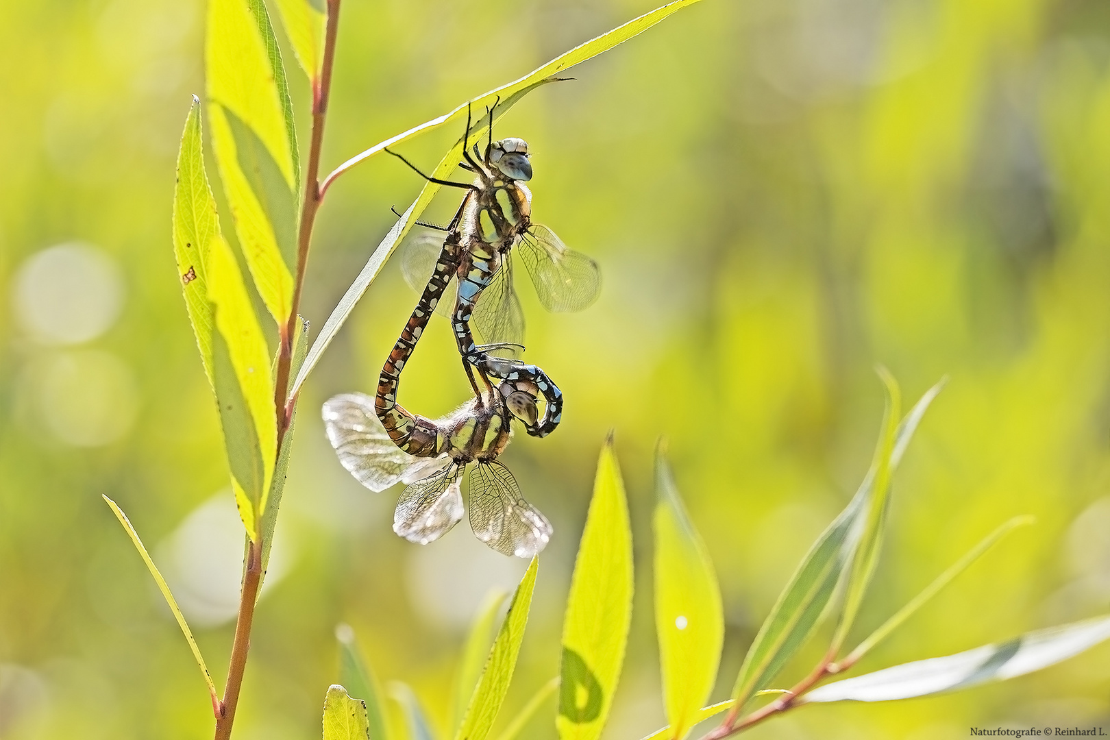 Aus dem Libellenleben 15 Foto & Bild sommer, makro, teich Bilder auf