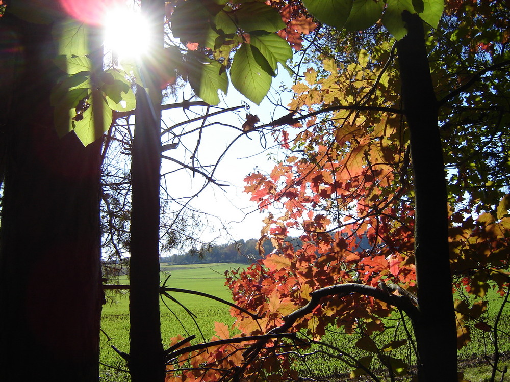 aus dem Licher Wald geschaut