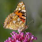 Aus dem Malkasten der Natur VII