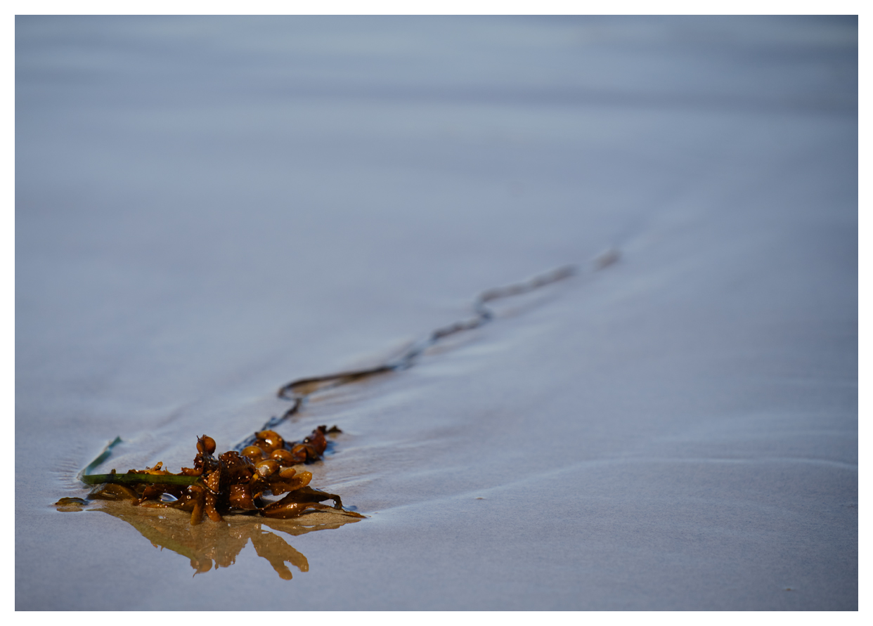 aus dem Meer