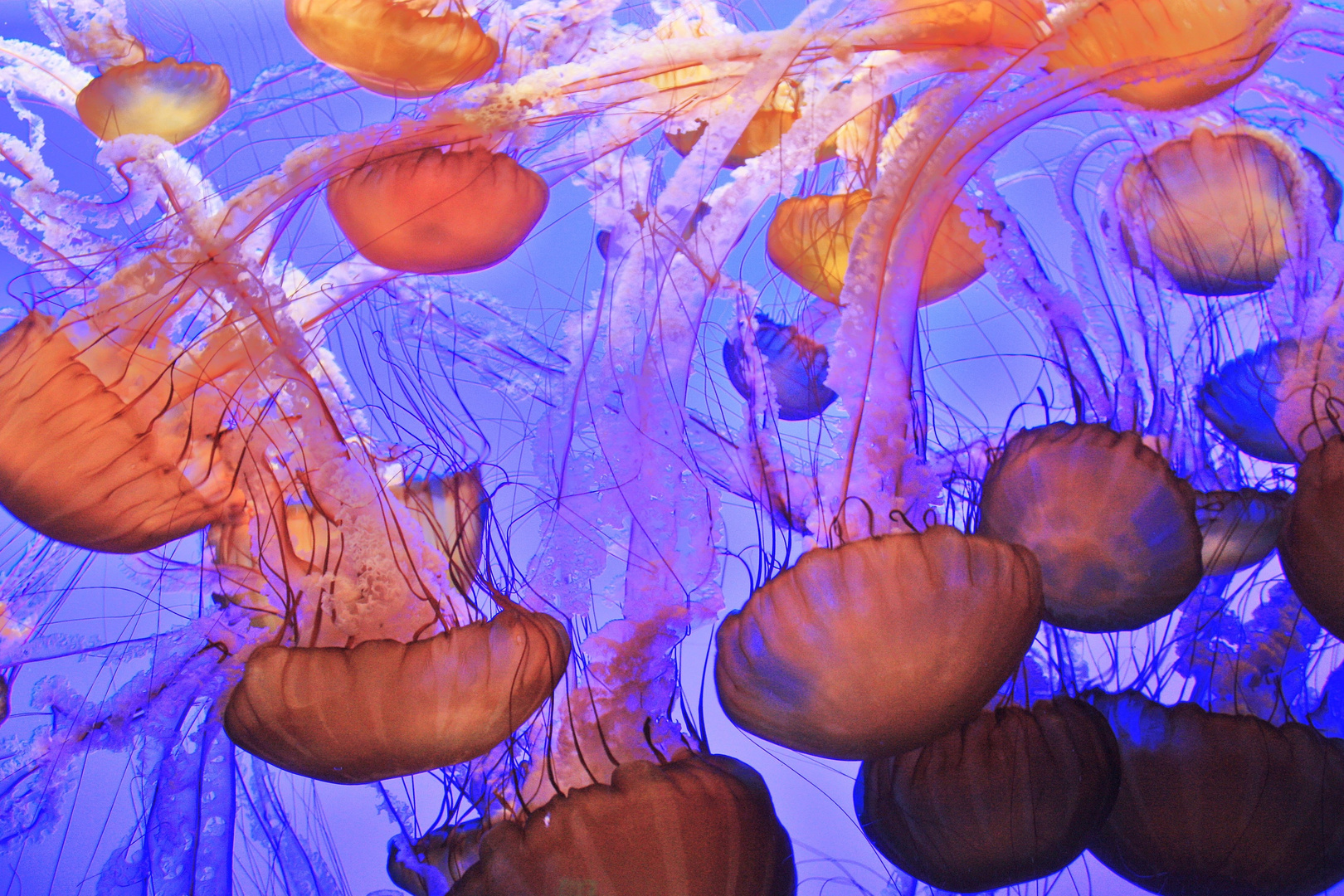 aus dem Monterey Bay Aquarium