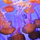 aus dem Monterey Bay Aquarium