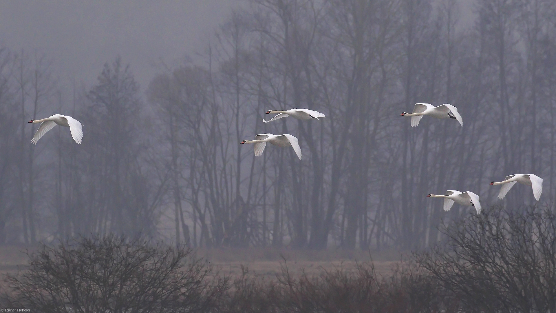 aus dem Nebel