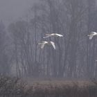 aus dem Nebel